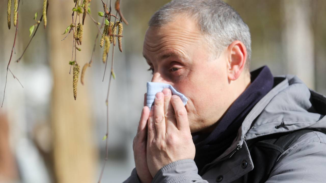 Москвичам назвали способы пережить цветение березы