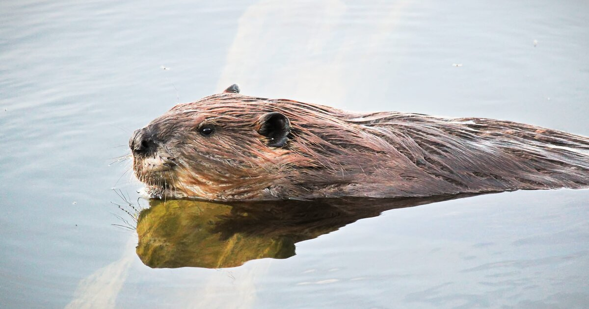 Биолог: Бобриха из Митинского парка родит во второй половине мая